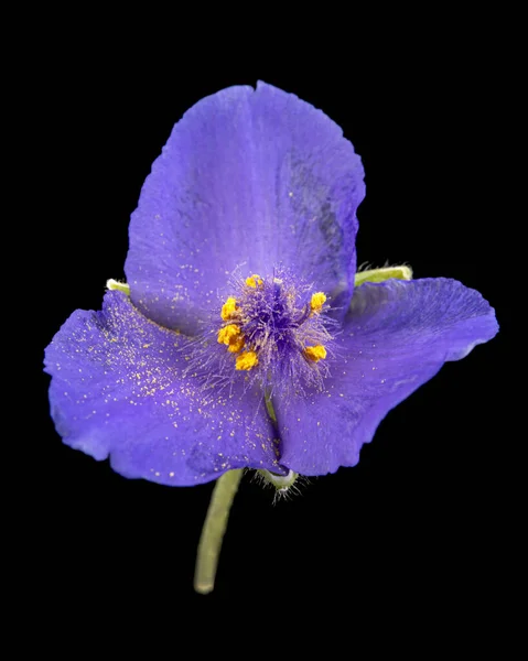 Fioletowy Kwiat Tradescantia Izolowany Czarnym Tle — Zdjęcie stockowe