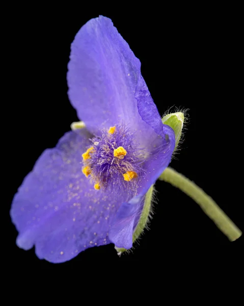 Violette Blume Von Tradescantia Isoliert Auf Schwarzem Hintergrund — Stockfoto