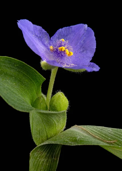 Violetti Kukka Kaupan Eristetty Mustalla Pohjalla — kuvapankkivalokuva