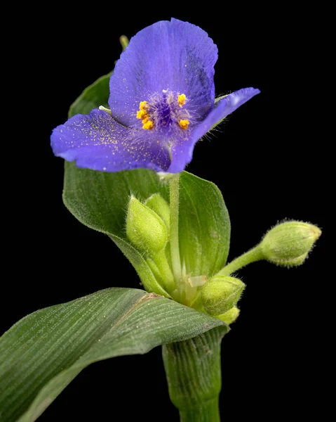 Fleur Violette Tradescantie Isolée Sur Fond Noir — Photo