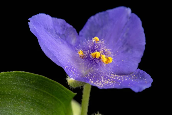 Fiore Viola Tradescantia Isolato Sfondo Nero — Foto Stock