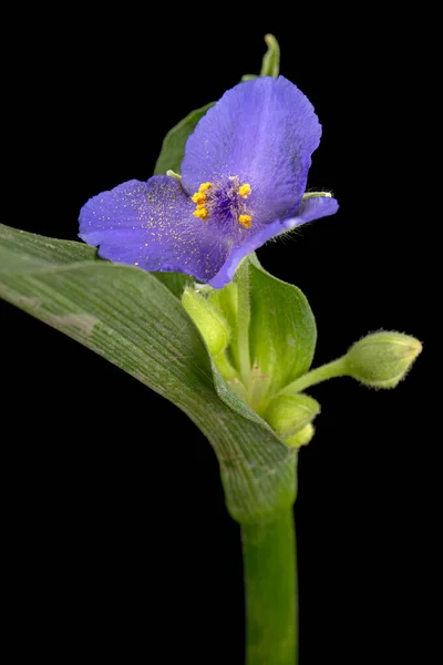 Flor Violeta Tradescantia Isolada Sobre Fundo Preto — Fotografia de Stock
