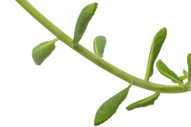 Genç lahana filizi, yeşil gövde ve yapraklar, beyaz arka planda izole edilmiş..