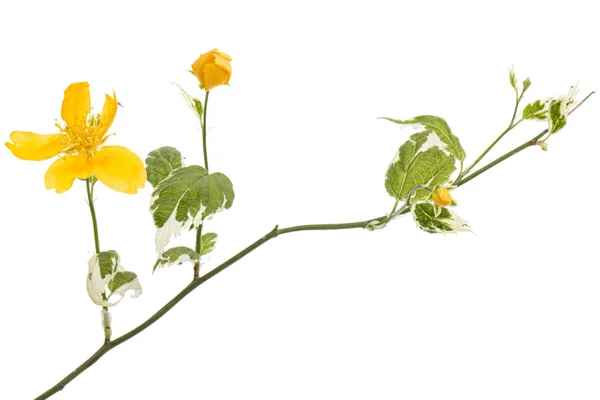 Жовта Квітка Кераміки Ізольована Білому Тлі — стокове фото