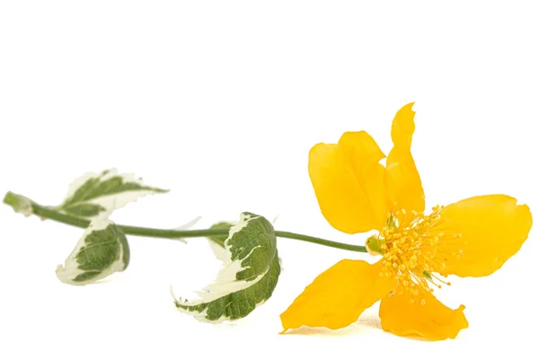 Жовта Квітка Кераміки Ізольована Білому Тлі — стокове фото