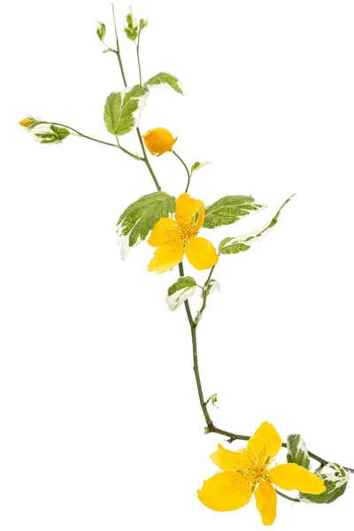 Gul Blomma Kerria Japonica Isolerad Vit Bakgrund — Stockfoto