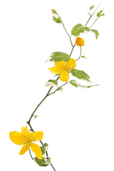 Flor Amarilla Kerria Japonica Aislada Sobre Fondo Blanco — Foto de Stock