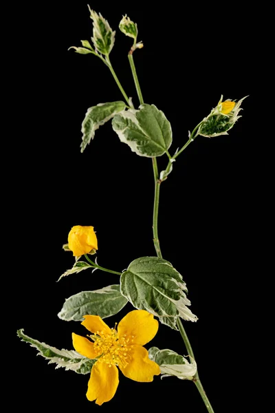 Gelbe Blume Der Kerria Japonica Isoliert Auf Schwarzem Hintergrund — Stockfoto