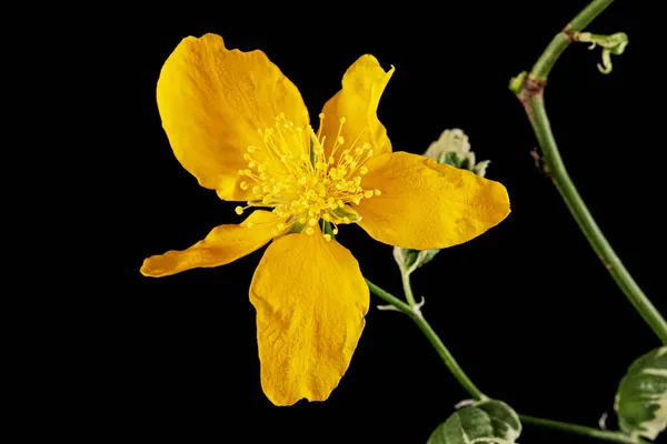 Sárga Virág Kerria Japonica Elszigetelt Fekete Alapon — Stock Fotó