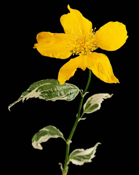 Gele Bloem Van Kerria Japonica Geïsoleerd Zwarte Achtergrond — Stockfoto