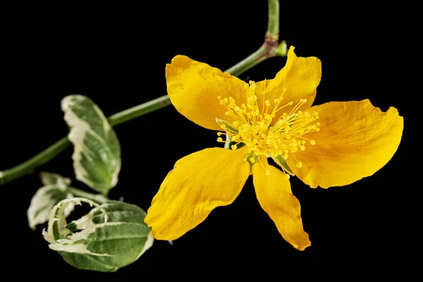Kerria Japonica Nın Sarı Çiçeği Siyah Arka Planda Izole Edilmiş — Stok fotoğraf