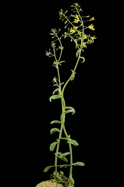 开花的卷心菜 黄色的卷心菜花 在黑色背景上隔离 — 图库照片