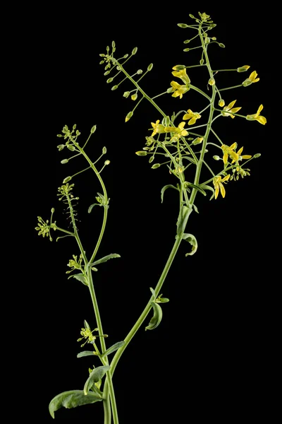 开花的卷心菜 黄色的卷心菜花 在黑色背景上隔离 — 图库照片
