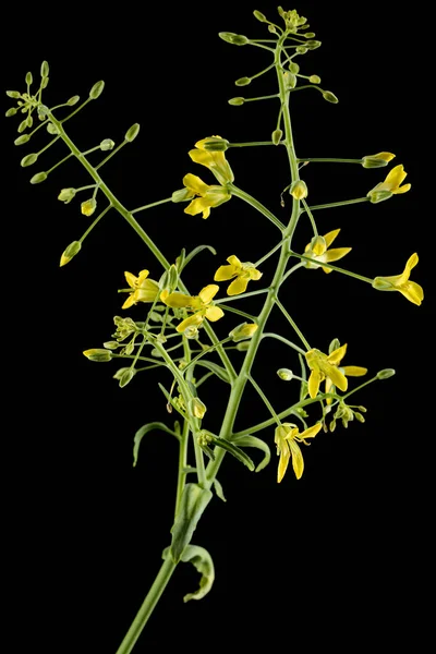 Квітуча Капуста Жовті Квіти Капусти Ізольовані Чорному Тлі — стокове фото
