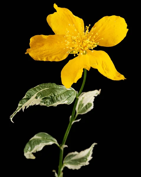 Gele Bloem Van Kerria Japonica Geïsoleerd Zwarte Achtergrond — Stockfoto