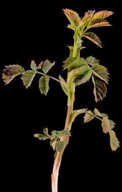 Siyah arka planda izole edilmiş gül kalçalı genç filiz.