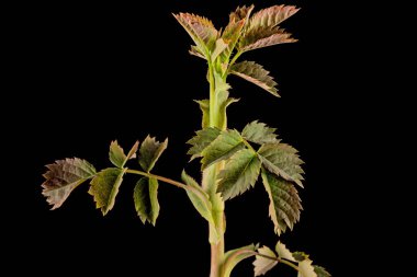 Siyah arka planda izole edilmiş gül kalçalı genç filiz.