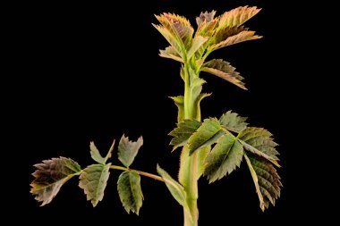 Siyah arka planda izole edilmiş gül kalçalı genç filiz.