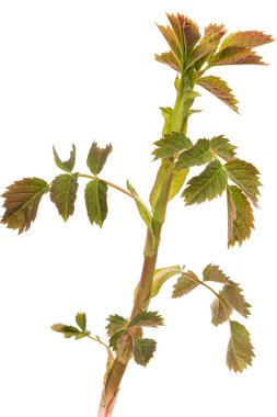 Beyaz arka planda izole edilmiş gül kalçalı genç filiz.