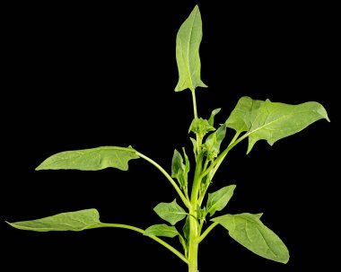 Ispanak yaprakları siyah arkaplanda izole edilmiş