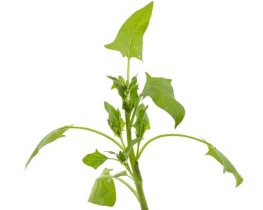 Beyaz arkaplanda ıspanak yaprakları izole