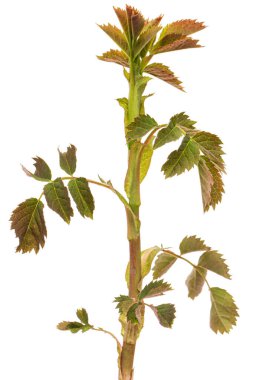 Beyaz arka planda izole edilmiş gül kalçalı genç filiz.