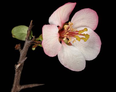 Güzel bir çiçek ve yaban elması dalı, siyah arka planda izole edilmiş.