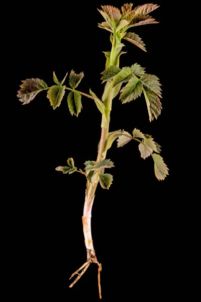 黒の背景に隔離された根を持つバラの腰の若い小枝 — ストック写真