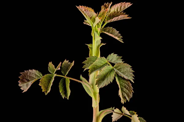 黒の背景に隔離されたバラの腰の若い小枝 — ストック写真