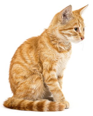 Beyaz arka planda izole edilmiş sevimli paslı kedi yavrusu.