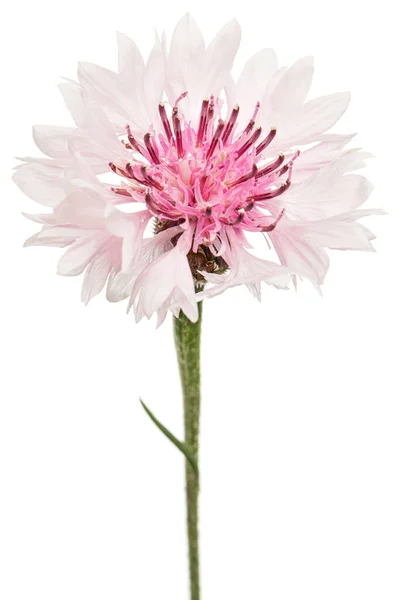 White Pink Flower Cornflower Lat Centaurea Isolated White Background — Stock Photo, Image