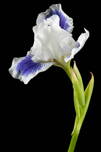 Blue White Striped Flower Iris Isolated Black Background — Stock Photo, Image