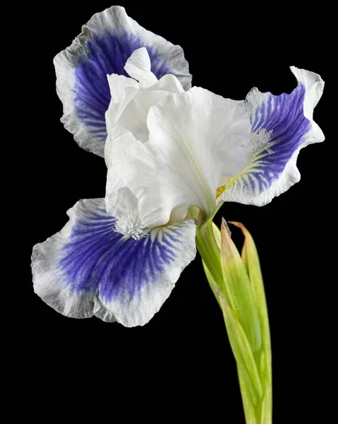 蓝白色条纹虹膜花 在黑色背景上隔离 — 图库照片