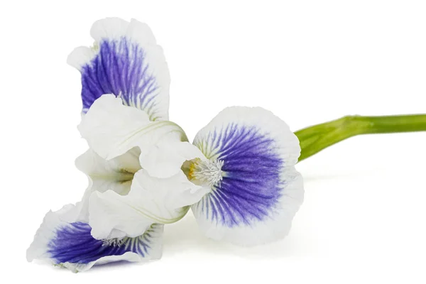 Fleur Iris Rayée Blanche Bleue Isolée Sur Fond Blanc — Photo