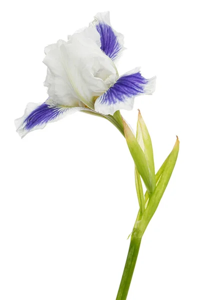 Fleur Iris Rayée Blanche Bleue Isolée Sur Fond Blanc — Photo