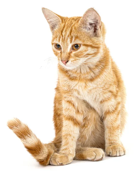 Cute Rufous Kitten Isolated White Background — Stock Photo, Image