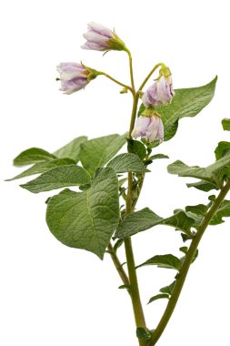 Pink potato fliwers, isolated on white background
