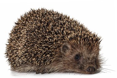 Common hedgehog, or  European hedgehog, also known as the West European hedgehog, lat. Erinaceus europaeus, isolated on white background