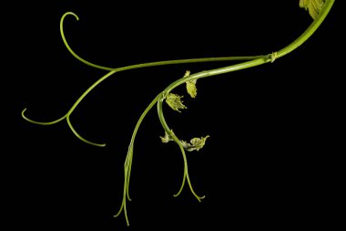 Vine branch with tendrils and young leaves, fresh young vine leaves, isolated on black background