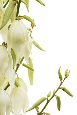 White flowers of yucca, isolated on white backgroun