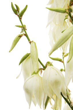 White flowers of yucca, isolated on white backgroun