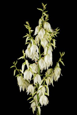 Yukka 'nın beyaz çiçekleri, siyah arkaplanda izole edilmiş.