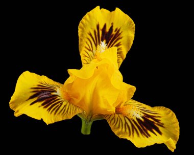 Sarı zambak çiçeği, siyah arkaplanda izole edilmiş.