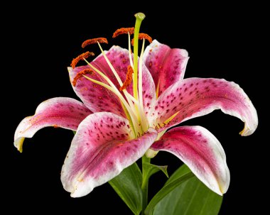 Big pink-white flower of lily, isolated on black background