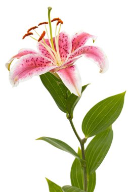 Big pink-white flower of lily, isolated on white background