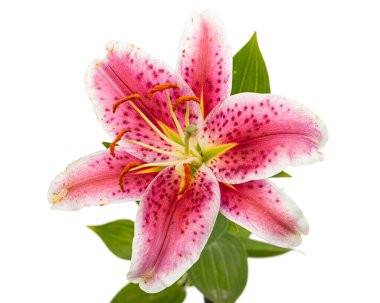 Big pink-white flower of lily, isolated on white background