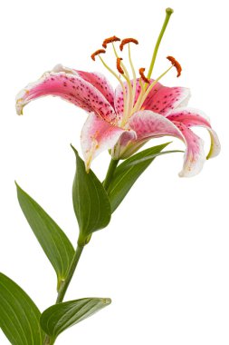 Big pink-white flower of lily, isolated on white background
