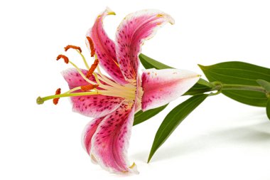 Big pink-white flower of lily, isolated on white background