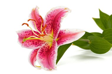Big pink-white flower of lily, isolated on white background