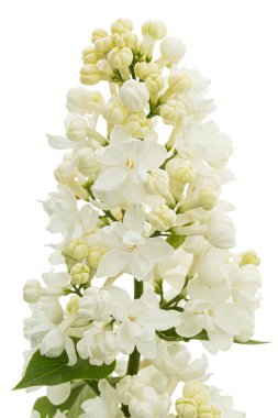Flowers of white lilac, isolated on white background